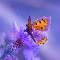 beautiful butterfly dp for whatsapp